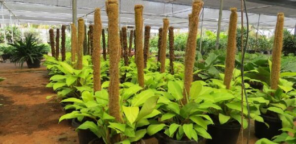 Grow Poles - Image 3